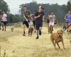 High School Cross-Country Team Takes Lonely Shelter Dogs With Them On Their Runs