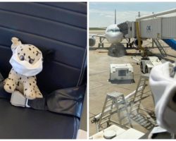 Child Loses Special Dalmatian Toy At Airport, So Employees Take “Dog” On Tour