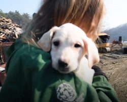 White Fluffy Pup Is Rescued From Hell On Earth & Meets Her New Mom On The Spot