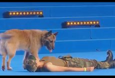 Dancer Falls To The Ground And The Dog Brings Audience To Their Feet