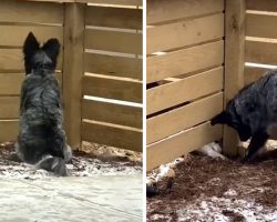 New Neighbor Moves In, And They Work Together To Dig A Hole To Become Friends