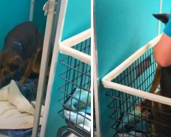 Dog Who Couldn’t Walk Left At The Shelter & Put In A Cart To Be Put Down That Day