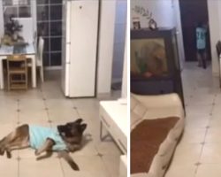 Smart Dog Hears Doorbell And Answers The Door While Home Alone