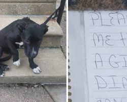 Dog Tied Up To A Railing And Abandoned With A Note And A Few Slices Of Pizza