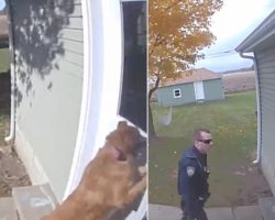 Dog Lets Herself Inside & Leaves The Door Open Leading To The Cops Being Called