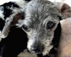 14-Year-Old Dog Was Left Outside Of The Shelter With Her Toy