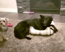 Big Sister Takes Up The Entire Bed, So The Two Dogs Work Out A Quick Fix