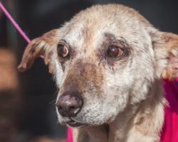 Old Dog Dropped Off To Be Put Down, But Vet Takes Him To Adoption Day
