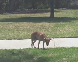 Dog Was Dumped In A Park And Left To Starve, And People Notice She’s Lactating