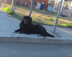 Giant Newfoundland Found On A Street Corner Has His Happiness Restored