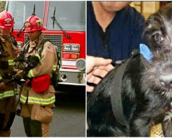 House fire saves puppy’s life in the strangest twist of fate