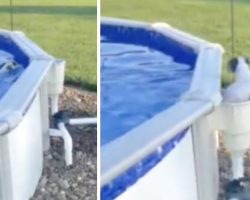 Clever Dog Found An Exit From The Pool So He Can Swim Whenever He Wants