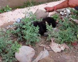 Tiny Puppy Lay By The Rocks Unable To Move As Mom And Dad Watch From Afar