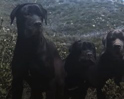 Woman’s Hiking In The Mountains When She Comes Across 3 Big Dogs