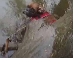 Dog Found Holding Onto A Branch With All Her Might In The Freezing Creek