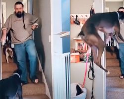 Greyhound Jumps For Joy When Dad Puts Pants On
