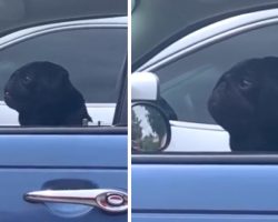 They Say Hi To The Pug Next To Them, And His Grumpy Friend Pops Up