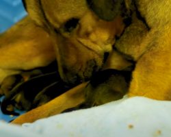 Pregnant Dog Sat Ready To Burst At A Dog Meat Farm