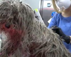 Dirty, Matted Stray Gets Haircut To Show Her Snow-White Fur Underneath