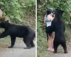 Black Bear Takes A Swipe At Hiker, Woman Proceeds To Go For A Selfie Anyway