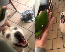 Dog Saves A Baby Bird From The Backyard And Can’t Stop Smiling