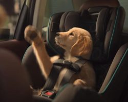 Truck Driver Acknowledges Little Puppy Next To Him And Honks His Horn