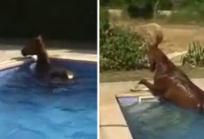 Man Sees Horse In The Pool, And The Graceful Swim Proves It Wasn’t Its First Time