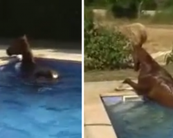 Man Sees Horse In The Pool, And The Graceful Swim Proves It Wasn’t Its First Time