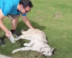 Husky still isn’t ready to leave the park, so Dad pulls out all the stops