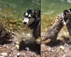 The Friendly Raccoon That’s Known As The ‘Husky Whisperer’