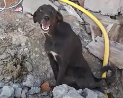 Stray With A Great Smile Couldn’t Stand No Matter How Hard She Tried
