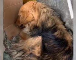 Dog Lay On A Wet Blanket On The Street Corner With A Bad Cough