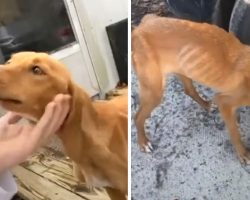 Stray Dog Walks Up To Stranger’s House, Chooses Her New Family