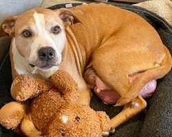 Shelter dog dying of cancer has final wish to find a loving home before she passes away