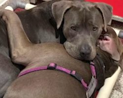 Pittie Best Friends Held Each Other Close Wanting To Be Adopted Together
