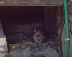Stray Dog Hid From His Pain In The Gutter Afraid Of The World Around Him