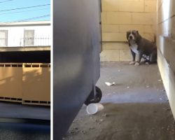 Dog Abandoned At A Fast Food Restaurant Would Retreat To The Dumpster Shed