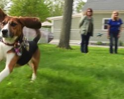 Beagles Rescued From Lab Find Loving Homes