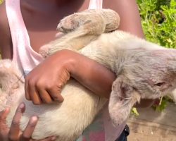 Little Girl Carried Her Dog Around Looking For Help As A Last Resort