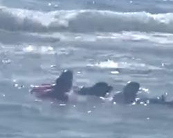 Young Girl Was Struggling In The Waves When 2 Dogs Went Out For Rescue