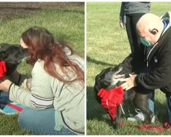 Couple Reunited With Their Long Lost Service Dog After 3 Years