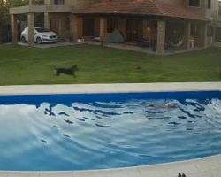 Old Dog Falls In The Pool, And Her Heroic Pup Friend Comes Running