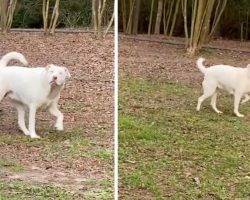 The Moment Blind And Deaf Dog Smells That Her Friend Is Near