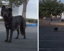 Sweet Mama Dog Didn’t Trust Humans Enough To Lead Them To Her Puppies