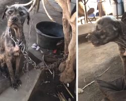 Man Agrees To Hand Over Neglected Puppies But Wants To Keep Chained-Up Mama