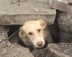 Dog Trapped Under A Manhole Cover Seemed Injured And Homesick