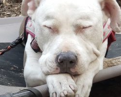 Being Dumped On The Freeway Was The Best Thing To Happen To This Pit Bull