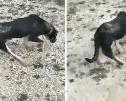 Dog’s Owner Abandoned Him In The Cold Because Of How He Walked