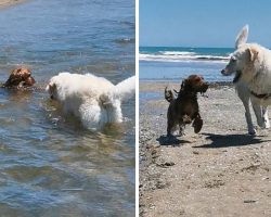 Brown Pup Struggles To Swim Upstream, But Guardian Angel Of A Dog Intervenes