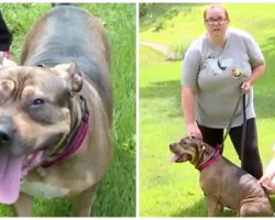 Quick Thinking 4-Year-Old Pit Bull Saves Teenager From Possible Attacker